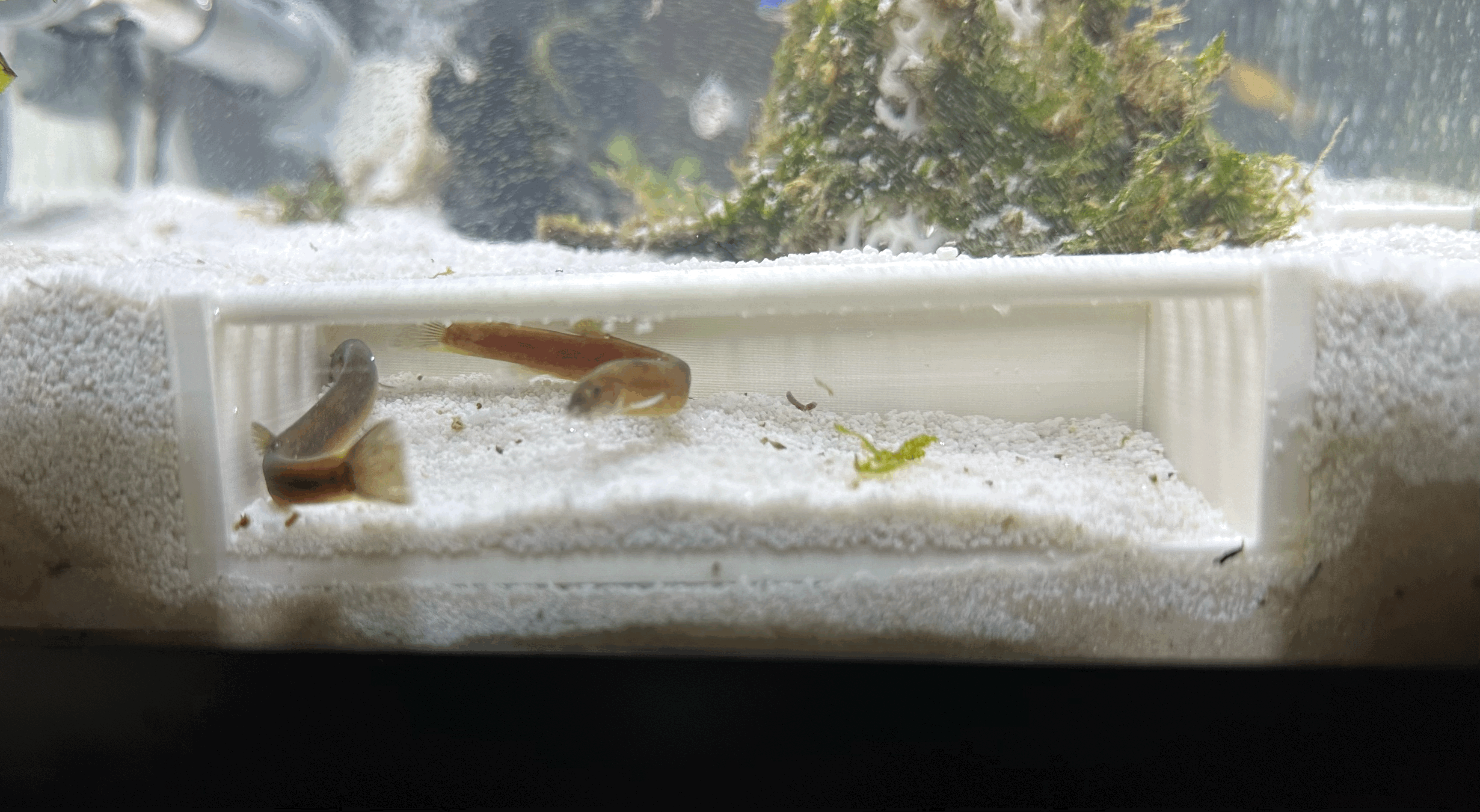 Hang Tép Ngắm Cảnh