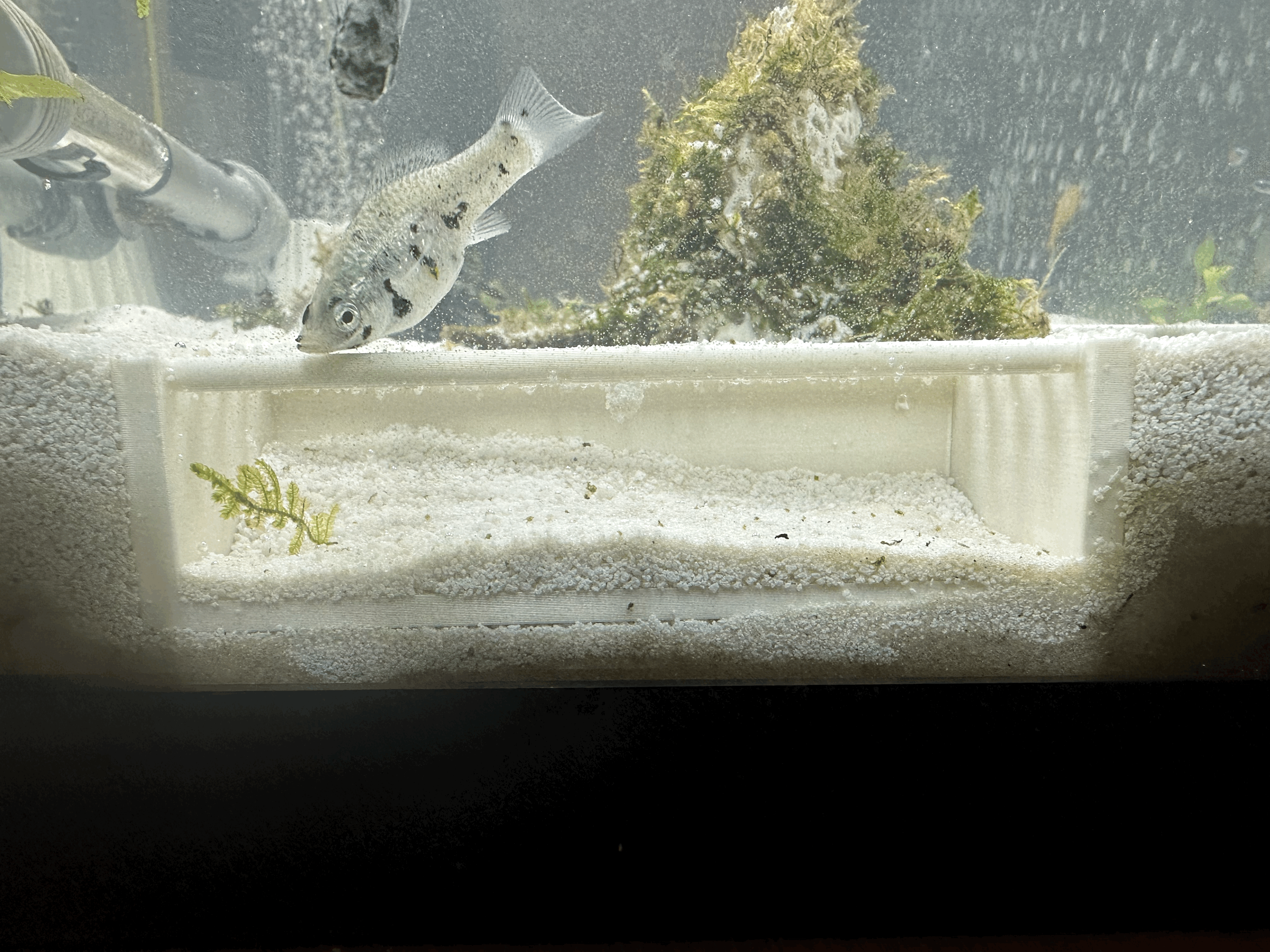 Hang Tép Ngắm Cảnh - Thumbnail 5