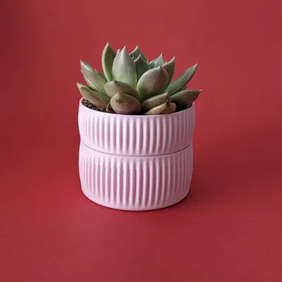 Chậu Tự Tưới Tiết Kiệm Nước