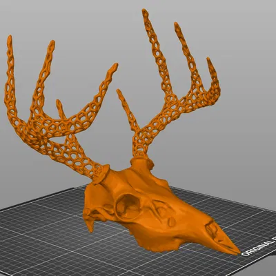 Hộp Sọ Hươu - Sừng Voronoi