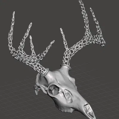 Hộp Sọ Hươu - Sừng Voronoi