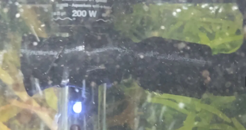 Bộ Chuyển Đổi Loc-Line 1/2in Cho Lọc Canister Marineland - Image 2