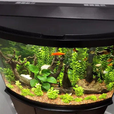 Nắp Che Lỗ Hở Hồ Cá Bowfront