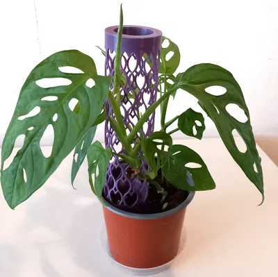 Cọc Rêu Dạng Lá LEAF Moss Pole