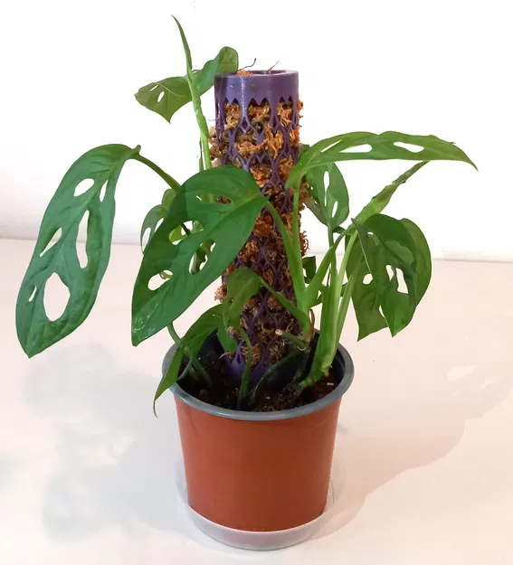 Cọc Rêu Dạng Lá LEAF Moss Pole - Image 4