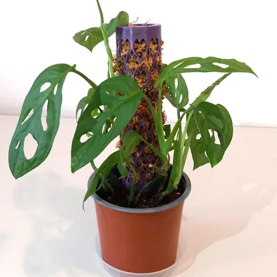 Cọc Rêu Dạng Lá LEAF Moss Pole