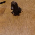 Ai là cún cưng ngoan ngoãn. - Thumbnail 3