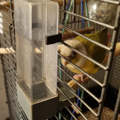 Giá Đỡ Bình Nước Cho Chim - Water Bottle Holder