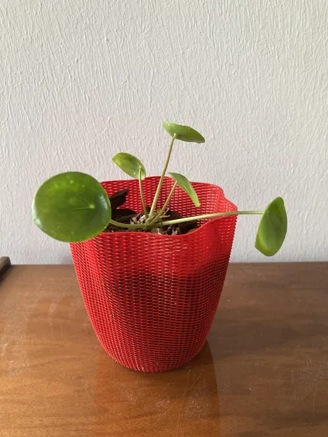 Chậu Lan - Lưới Kiểu Bình Hoa - Image 1