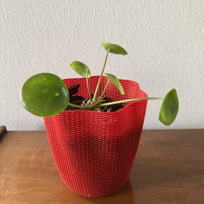 Chậu Lan - Lưới Kiểu Bình Hoa