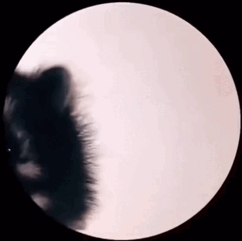 GAME MEME PEDRO EL MAPACHE