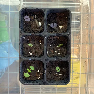 Khay Ươm Hạt Thực Tế