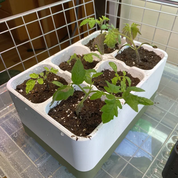 Khay Ươm Hạt Thực Tế - Image 3