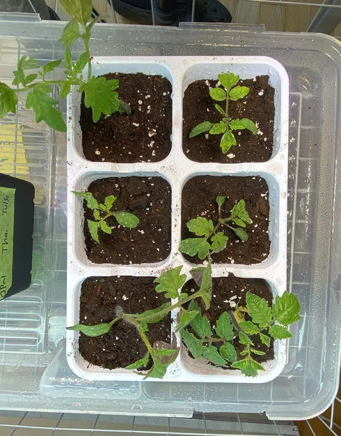 Khay Ươm Hạt Thực Tế - Image 4