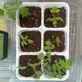 Khay Ươm Hạt Thực Tế - Thumbnail 4