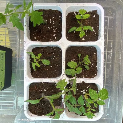 Khay Ươm Hạt Thực Tế