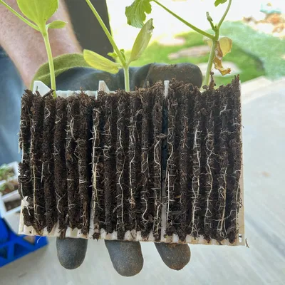 Vỏ ươm mầm cây con