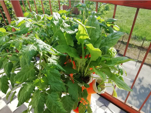 Tháp Vườn Thủy Canh Module - Image 14