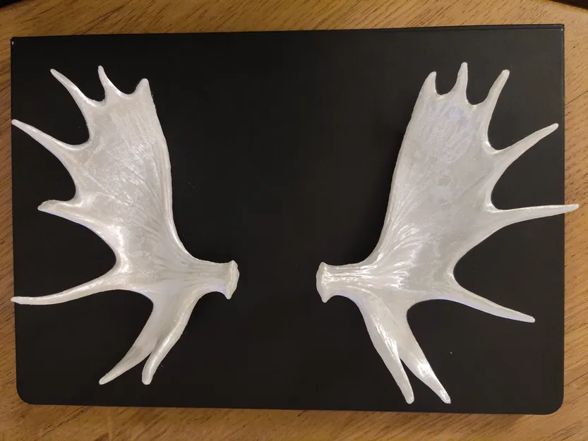 Gạc Nai Sừng Tấm - Image 1