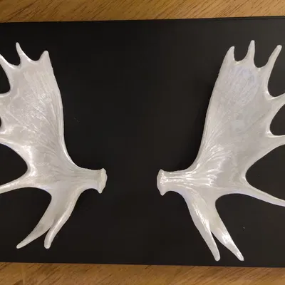 Gạc Nai Sừng Tấm