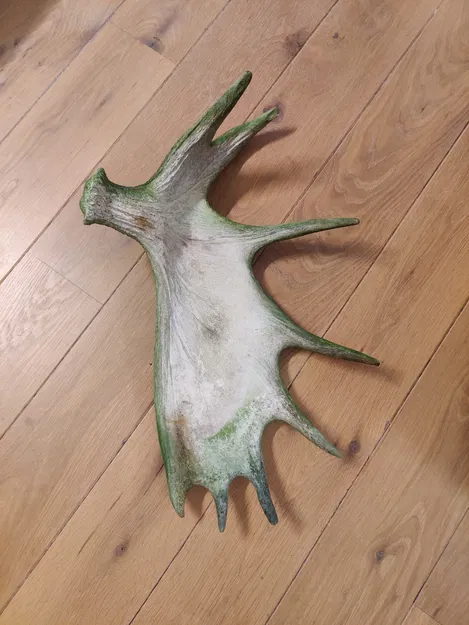 Gạc Nai Sừng Tấm - Image 2