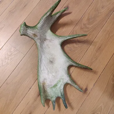 Gạc Nai Sừng Tấm