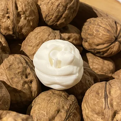 Chuột trong quả óc chó (không cần hỗ trợ)