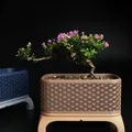 Chậu Cây Bonsai Kumiko Có Chân (Chữ Nhật) - Thumbnail 2
