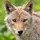 Coyote_3063407