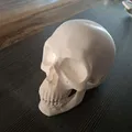 Đầu Lâu Cho Baga Xe / Skull for towbar - Thumbnail 1