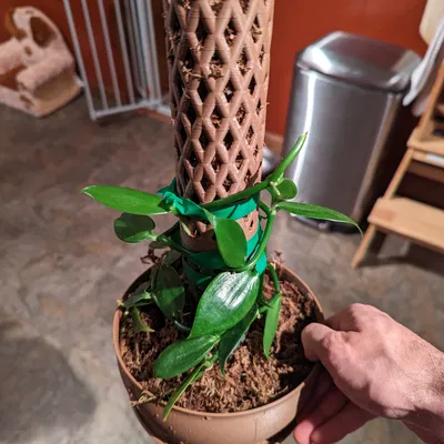 Chậu Cây Giữ Rêu