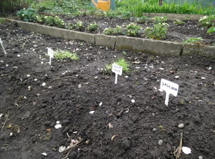 Nhãn Cây Vườn - Image 2