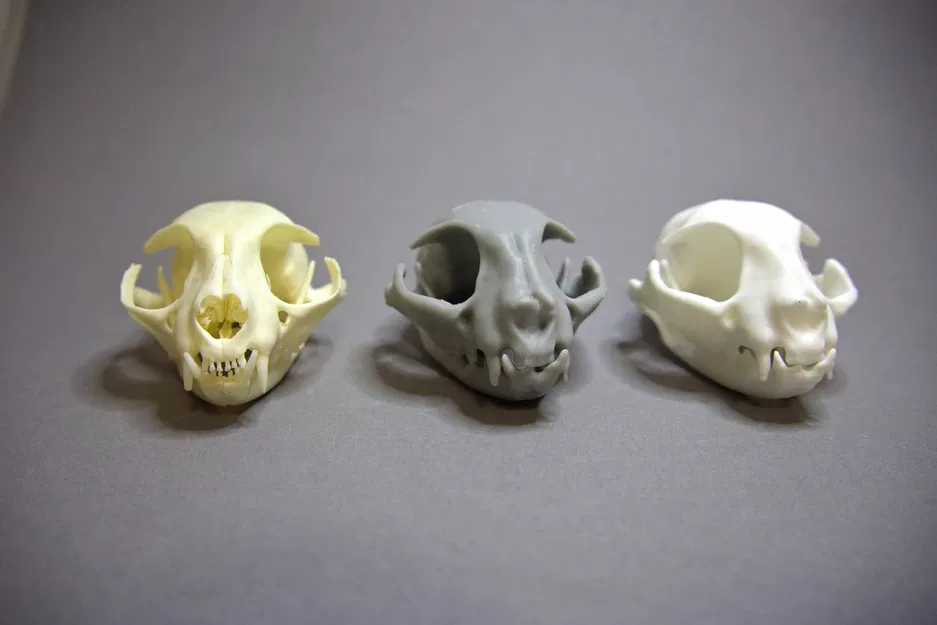 Hộp Sọ Mèo 3D - Image 1