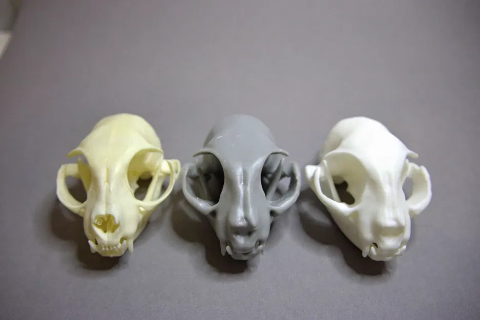 Hộp Sọ Mèo 3D - Image 2