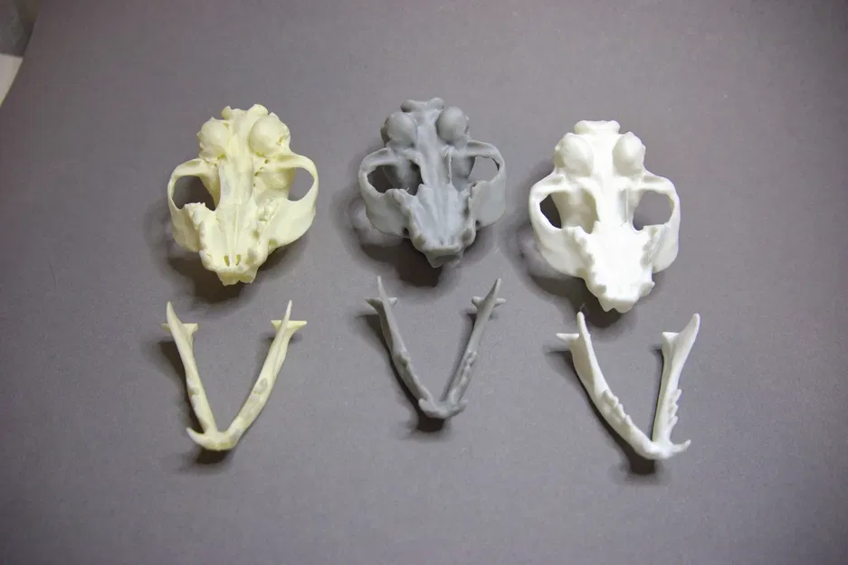 Hộp Sọ Mèo 3D - Image 3