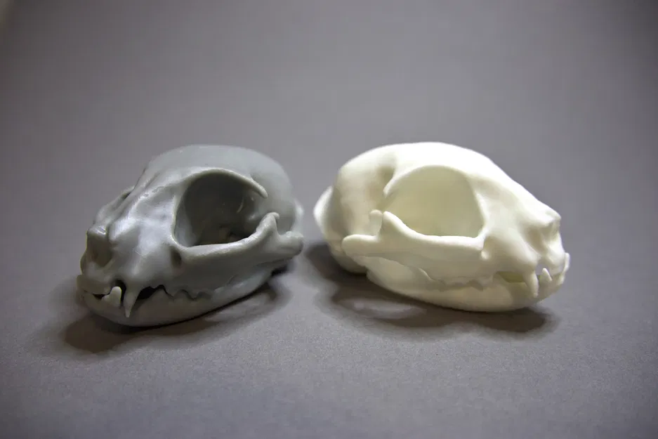 Hộp Sọ Mèo 3D - Image 4