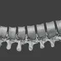 Cột sống người thật, bao gồm đốt sống cổ, ngực và thắt lưng - Thumbnail 1