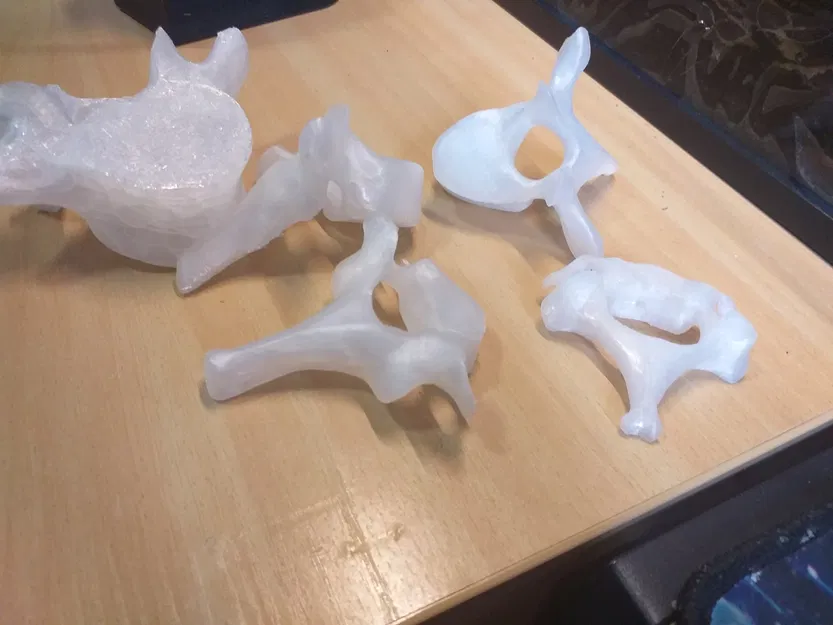 Cột sống người thật, bao gồm đốt sống cổ, ngực và thắt lưng - Image 2