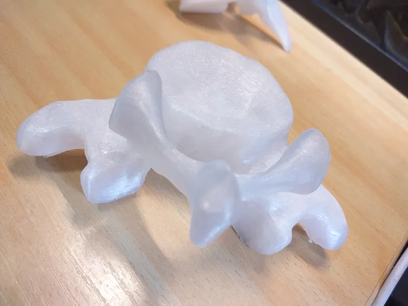 Cột sống người thật, bao gồm đốt sống cổ, ngực và thắt lưng - Image 3