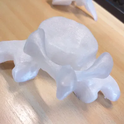 Cột sống người thật, bao gồm đốt sống cổ, ngực và thắt lưng