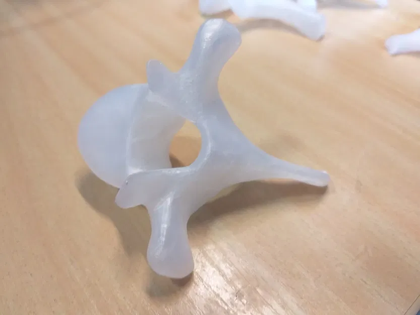 Cột sống người thật, bao gồm đốt sống cổ, ngực và thắt lưng - Image 5