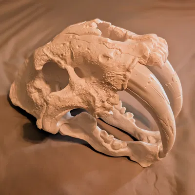 Đầu Lâu Smilodon (Mèo Răng Kiếm) Kích Thước Thật