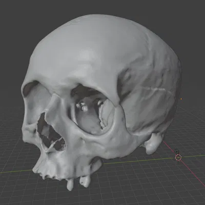 Mô hình 3D Hộp Sọ Người