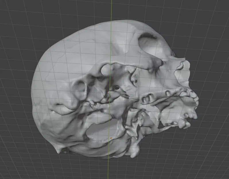 Mô hình 3D Hộp Sọ Người - Image 2