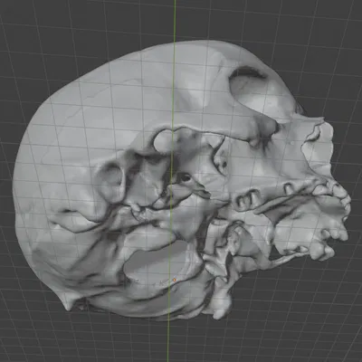 Mô hình 3D Hộp Sọ Người