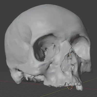 Mô hình 3D Hộp Sọ Người