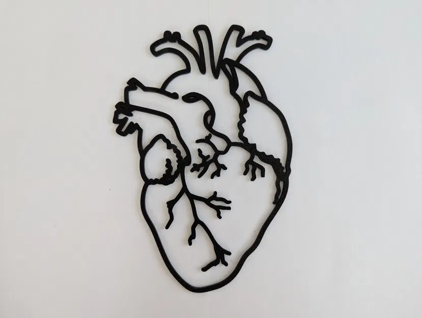 Mô hình Tim người dạng Khung - Image 2