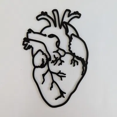 Mô hình Tim người dạng Khung