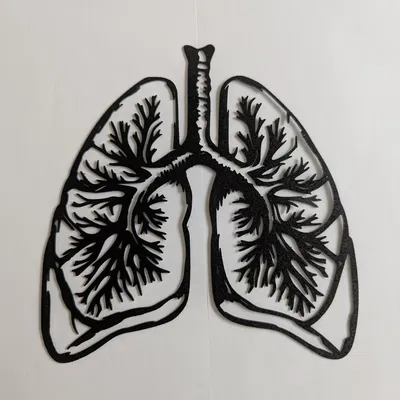 Mô Hình Phổi Người Vẽ Viền / Tranh Treo Tường
