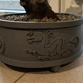 Chậu Bonsai Rồng - Thumbnail 2